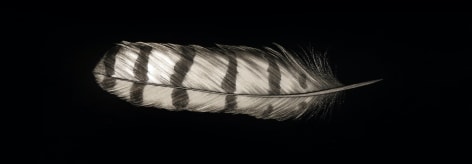 Mitchell Lonas Snowy Owl Feather, 2021