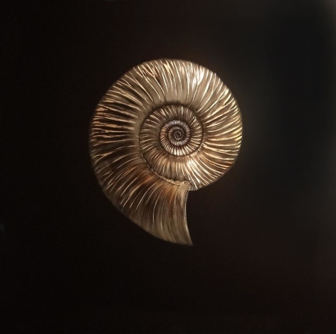 Ammonite Fossil incised painted aluminum