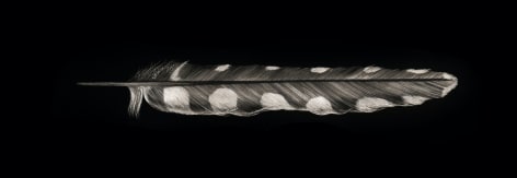 Mitchell Lonas Woodpecker Feather, 2021
