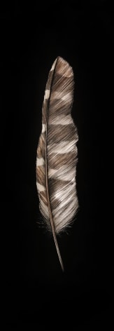 Mitchell Lonas Tawny Owl Feather, 2021