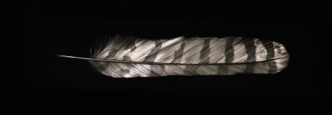 Owl Feather