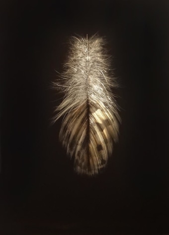 Grouse Feather III