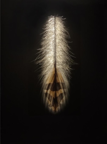 Grouse Feather Late Spring