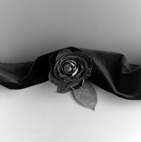 Rose, 1987