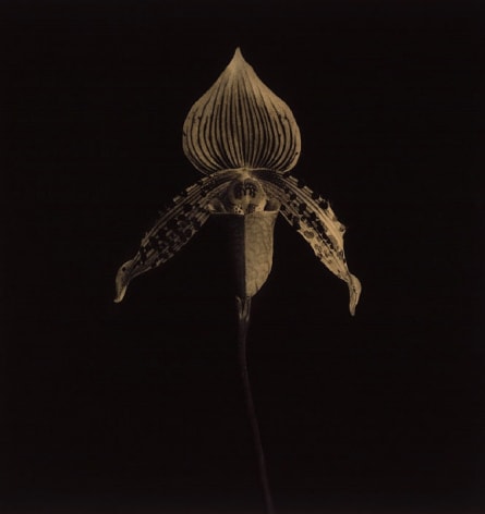 Detail of an orchid against a black background.