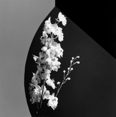 A dense stem of white flowers with three black and grey geometric shapes framing it in the background.