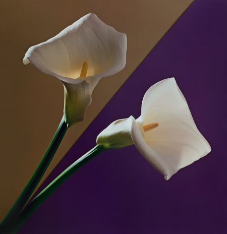 Calla Lily, 1988