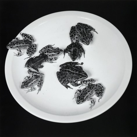 Frogs, 1984