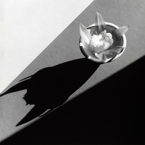 Orchid in small bowl with a large shadow.