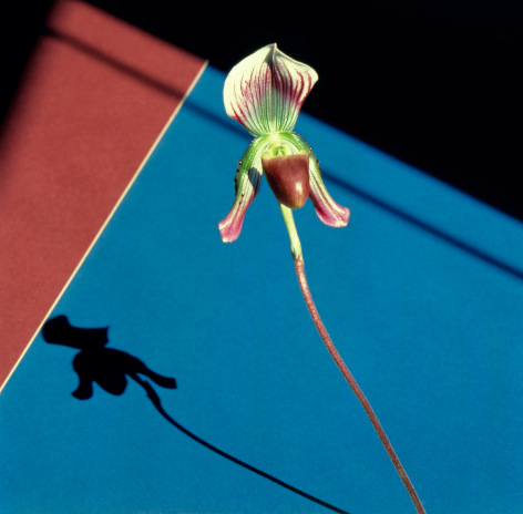 An orchid casting a shadow against a blue and red geometric background.