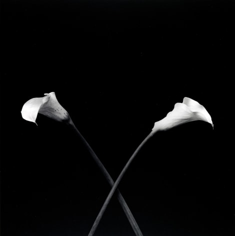 Two Calla Lillies, with stems crossed, pointing opposite directions.