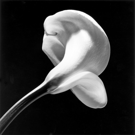 A single calla lily extending diagonally upward from the bottom left of the image against a black background, angled away from the viewer to obscure the inside of the flower.