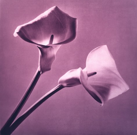 Flowers (Purple Calla Lily), 1987