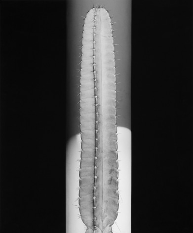 Cactus, 1987