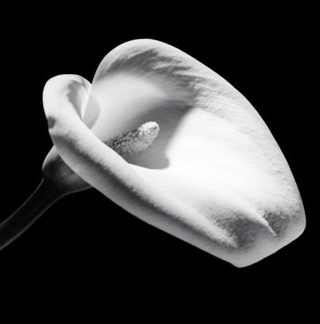 Calla Lily, 1984