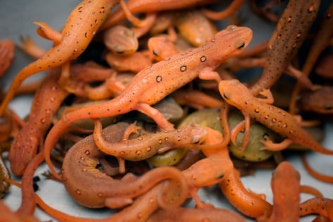 THAW - Salamanders