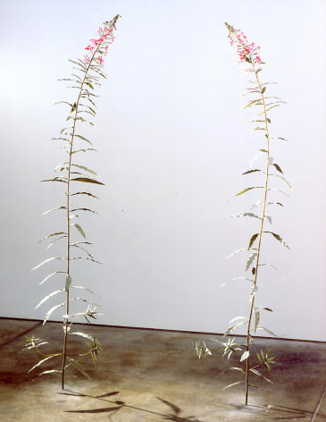 Fireweed 2002-2003 Various materials, Edition of 3