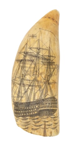 Scrimshaw tooth with detailed First-Rate Ship