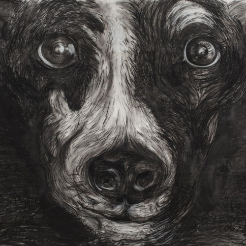 Charcoal on paper drawing closeup of a dog's face by Laurie Anderson