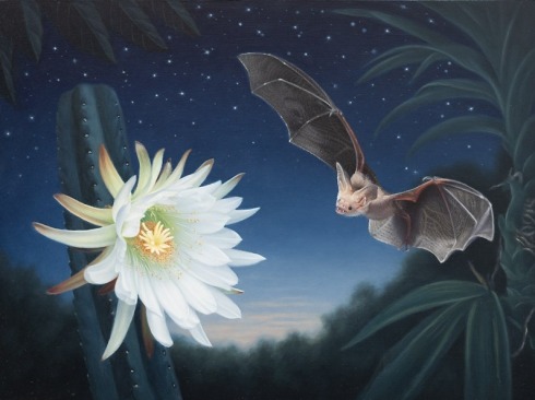 SUSAN MCDONNELL , Pallid Bat, 2024