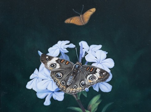 SUSAN MCDONNELL , Buckeye Butterfly, 2024