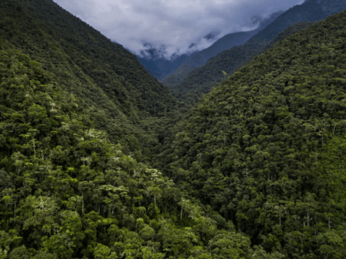 Art world organisations, galleries and artists helped fund conservation of a Peruvian cloud forest