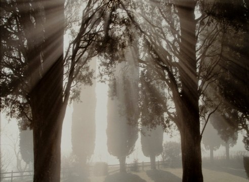 Joel Meyerowitz - Europe: Tuscany and Provence