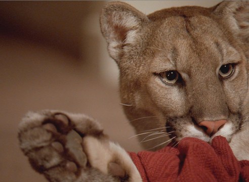 Doug Aitken | Facing the Wild