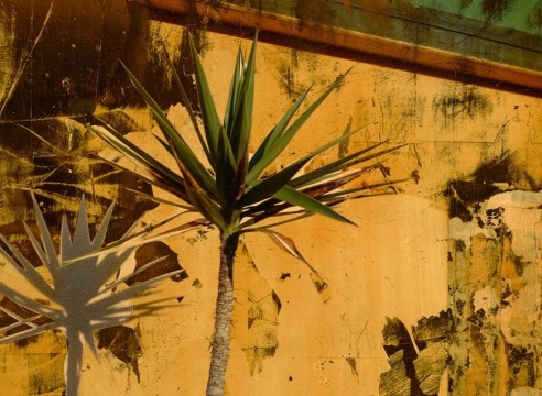 Dennis Farmer Painted Photograph palm tree