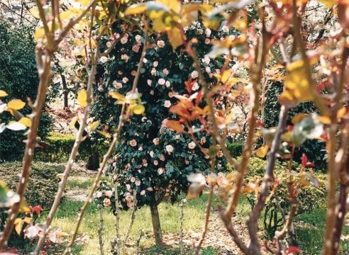 Yoko Ikeda