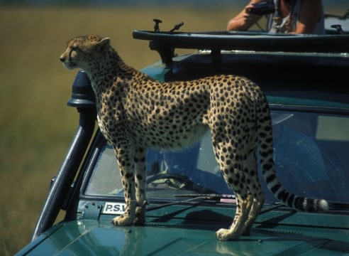 Kenya Wildlife Trust: Mara Cheetah Project