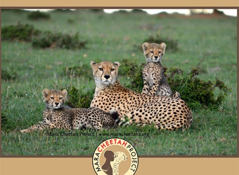 Mara Cheetah Project-Annual Report 2015