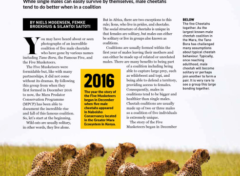 KWR-Mara Predator Conservation Programme-The End of the Mara's Famous Five Musketeers-April 2022