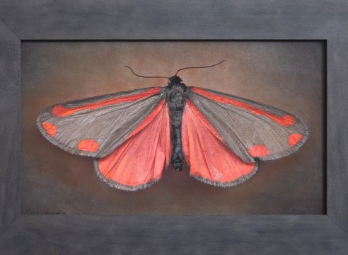 Kate Breakey