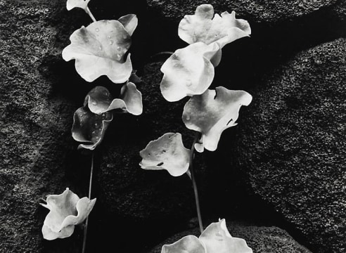 BRETT WESTON (1911-1993), Flowers, Wall, Hawaii, 1978