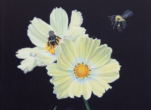 SUSAN MCDONNELL , Bumblebee and Cosmos, 2024