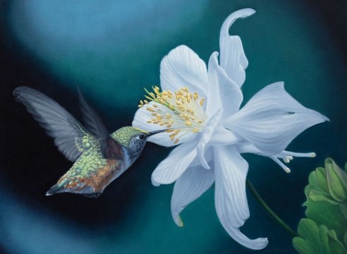 SUSAN MCDONNELL, Hummingbird and Aquilegia, 2024