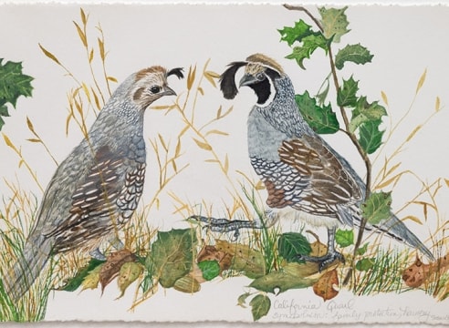 SUSAN LEVINE , California Quail Couple, 2024