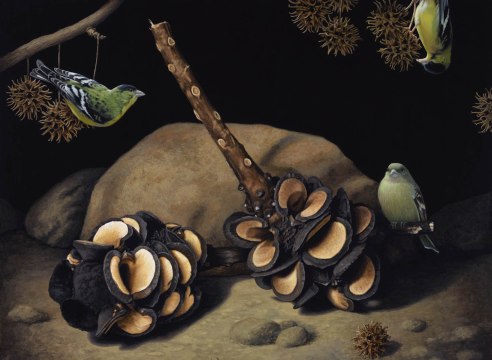 SUSAN McDONNELL , Banksia Pods and Lesser Goldfinches, 2015