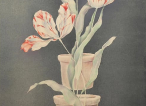 JOSEPH GOLDYNE , Three Tulips, Three Pots, 1981