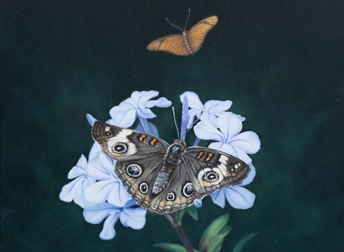 SUSAN MCDONNELL , Buckeye Butterfly, 2024