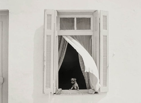 PENTTI SAMMALLAHTI , Hydra, Greece, (Puppy in Window), 1975