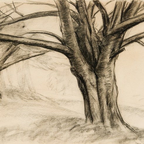 a drawing by Edward Hopper in charcoal on paper, executed about 1922. It is called Two Big Trees.