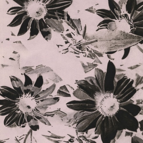 a drawing by Andy Mister of black petalled flowers on an off-white background, like a photographic negative