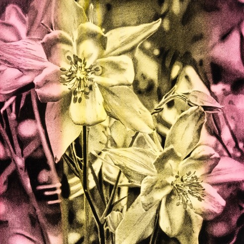 a tightly-rendered graphite drawing of flowers on a bright pink and yellow striped background