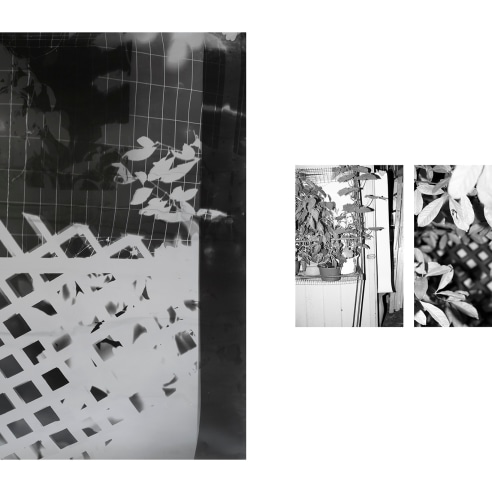 Bryan Graf: Shot/Reverse Shot, Gardening at Night, July 26, 2020, Photogram and two pigment prints, ditych