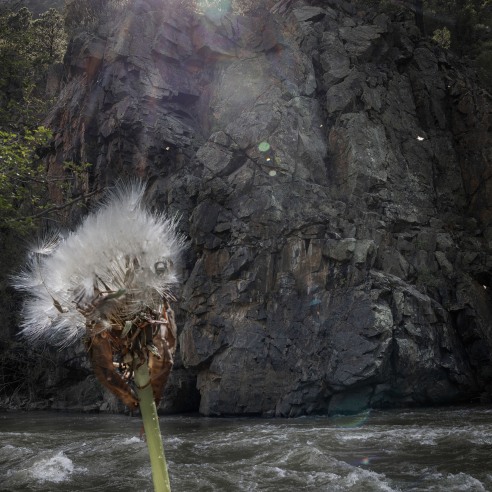 Dawn Roe: Super | Natural