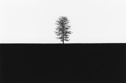 George Tice: An Ode to a Tree