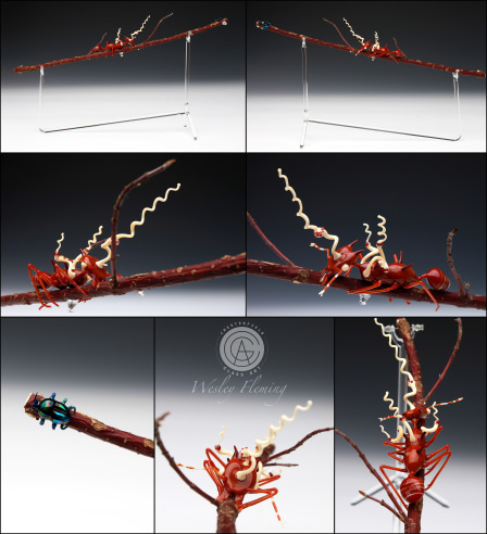 Leaf Cutter Ant with Cordyceps