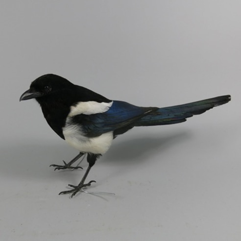 Magpie Standing